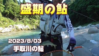 【盛期の鮎】白山手取川ジオパークの鮎の友釣り