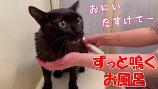 お風呂が嫌いすぎて、ずっと大音量で鳴いてる黒猫