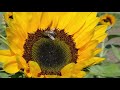 A poem about beautiful bees  bee keeping 2