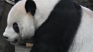 大貓熊 團團 20210907 Taipei Zoo Panda