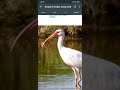 Simple demonstration of Parallax effect using CSS #shorts #webdevelopment # css