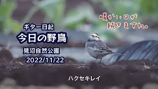 ギター日記　今日の野鳥　・　見沼自然公園　2022年11月22日