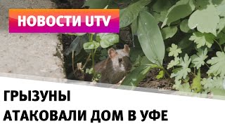 UTV. В Уфе жилой дом захвачен колонией крыс. Они уже добрались до девятого этажа