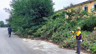 La acera más aterradora que he limpiado, los árboles cubren más de la mitad de la calzada