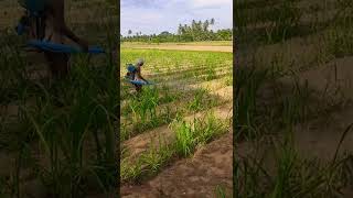 agricultural work #agriculture #vivasayam #food