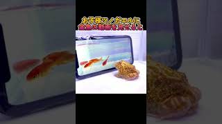 お子様ツノガエルに金魚の動画を見せると…#shorts