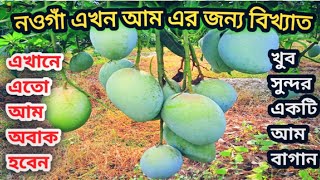 আম এর জন্য বিখ্যাত নওগাঁ রাজশাহী |  Sapahar market in Naogaon district famous for mangoes #mango