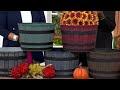 phillip watson designs single whiskey barrel planter on qvc