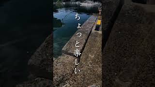 釣りに夢中になってたら潮が満ちて車が浸かりました。 #shorts #エギング #fishing