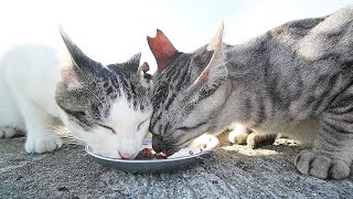 I fed hungry cats on a hot day