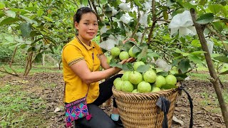 Harvest Guava garden to Bring to market - Pet care | Trieu Mai Huong