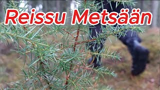 Reissu metsään