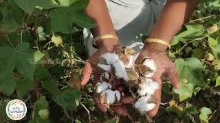 Cotton garden - பருத்தி தோட்டம் ( அறுவடை ) | Tamil Garden