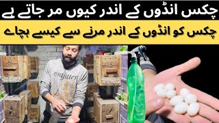 چکس انڈوں کے اندر کیوں مرجاتے ہے۔چکس کو انڈوں کے اندر مرنے سے کیسے بچاے۔