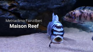 Metriaclima Fainzilberi Maison Reef (Malawi Cichlids)                              #Maisonreef