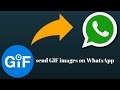 How to send GIF Files on Whatsapp (official update)