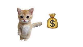 Kitty Explains Money Laundering