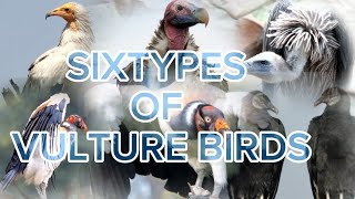 SIX TYPES OF Vulture-Eating Birds Burung bangkai