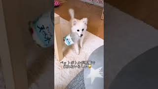 ペットボトルが邪魔で通れない犬#shorts #ミックス犬 #犬 #子犬 #おもちゃ