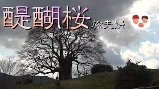 醍醐桜までの道は対向車来たらヤバい！第一駐車場と第二駐車場