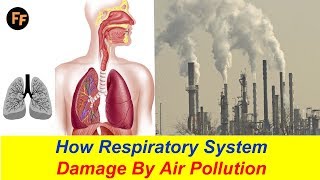 How Respiratory System Damage? Air Pollution Effects on Our Health - Asthma Causes by Air Pollution?