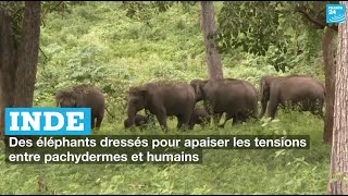 Inde : des éléphants dressés pour apaiser les tensions entre pachydermes et humains • FRANCE 24