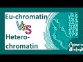 Euchromatin vs heterochromatin | Molecular differences between Euchromatin & heterochromatin| molbio