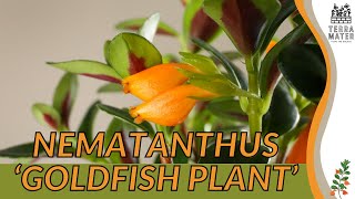 NEMANTHUS GOLDFISH PLANT: Vibrant Blooms for Your Indoor Garden (Nematanthus gregarius)