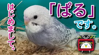 セキセイインコお迎えしました。はじめまして。｢ぱるです。」