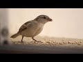 sparrow eating grains house sparrow