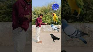 parrot pingen crow peacock 🦚#shortsfeed #vairalvideo #shortsfeed #shorts #trending