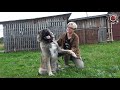 Our Caucasian Shepherds | Channel Side Project