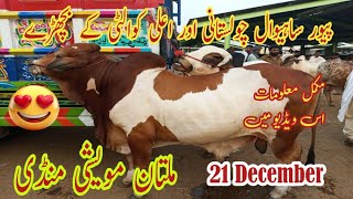 Multan cow mandi latest update  | pure sahiwal Chaulistani or Alla quality ky bachray | 21/12/2024/