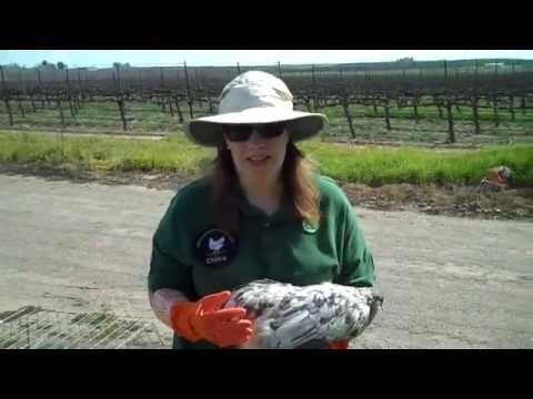 Chickens With Mites and Lice; How to Treat Quickly Chickens With Mites and Lice; How to Treat Quickly
