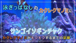 【イソギン】サンゴイソギンチャクを泳ぎ過ぎのカクレクマノミのために導入～50日間の記録【カクレクマノミ】