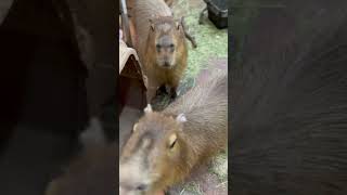 カピバラ「このニンゲンよりも我々の方がいい暮らしだろう」 #capybara