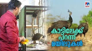 നാലുമാസത്തെ നാടുവാസം കഴിഞ്ഞു; മയില്‍ കുഞ്ഞുങ്ങളെ കാട്ടിലേക്ക് വിട്ടു