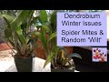 Dendrobium Orchid Issues | Winter Spider Mites & Random Dendrobium 'Wilt' | Trash or Treatment?