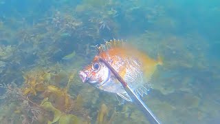 Japanese Fisherman Drags a Poisonous Fish From the Sea and Makes Aqua Pazza!