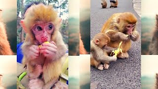 How to make funn with cute monkey🐒😂|how to make funn with monkey🐒|everdy monkey funny video#monkey