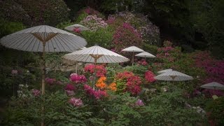 やすらぎの庭（當麻寺、護念院の牡丹）