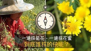 【花蓮小油菊花採收】一邊採花，一邊採蜜，到底哪邊採的比較快呢？