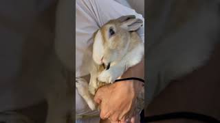 手先が器用なうさぎ　#shorts #癒し #うさぎ #rabbit