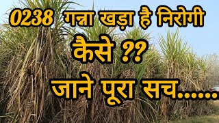 0238  गन्ना खड़ा  है  निरोगी।  कैसे??   जाने पूरा सच ..#sugarcane #sadaveer #0238