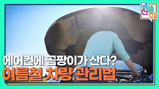 내 차 에어컨에 곰팡이가 살고 있다... 어떻게 해야 돼? [알뜰신잡]