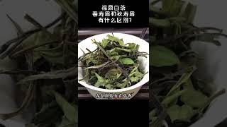 福鼎白茶春壽眉和秋壽眉有什麽區別？春壽眉和秋壽眉哪個好？wechat：zj4867 #茶文化 #茶知识 #普洱茶