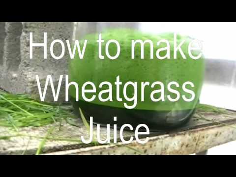 Episode 5 How to make wheatgrass juice, or Juicing wheat in the greenhouse :) Episode 5 How to make wheatgrass juice, or Juicing wheat in the greenhouse :)