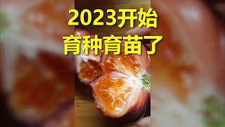 275 2023年开始育苗了，自己取的种子vs商店买来的种子 --- 投筆從農朱叫獸 365挑戰之275