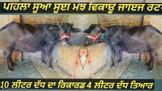 #ਪਹਿਲਾ ਸੂਆ #ਸੂਈ ਮੱਝ ਵਿਕਾਊ #one buffalo for sale #best#qulity#top #bufflo#sale#viralvideo