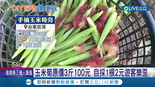 一舉兩得！玉米筍早熟沒人力採收 農民開放自採1根2元 民眾開心搶便宜也解決人力不足問題！│記者 王浩原 葉馨婷│【消費報你知】20220605│三立新聞台